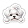 Cute Peeking Girl Maltese Dog