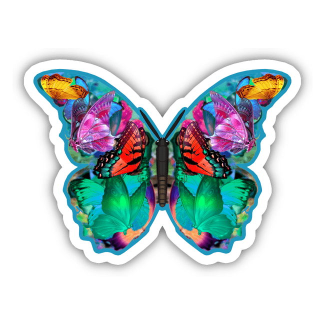 Colorful Butterfly 6