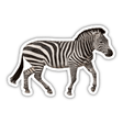 Zebra 1