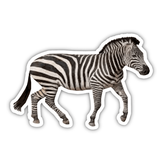 Zebra 1