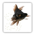 Black Moor Fish With Water Droplets